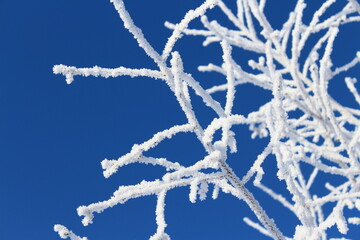 Soft blue frosty winter landscape, tree branches covered with frost against the background of a...