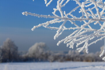 Soft blue frosty winter landscape, trees covered with hoarfrost. Close-up.