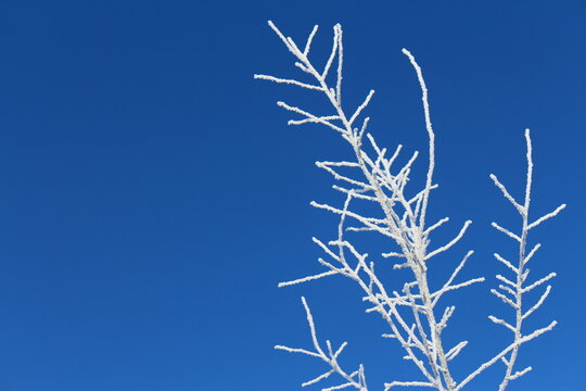 Soft blue frosty winter landscape, tree branches covered with frost against the background of a clear sky. Close-up.
