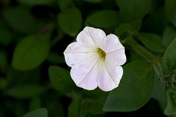 Delicate white petunia flower with green leaves in soft focus background