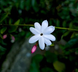 Delicate white jasmine flower with a pink bud against a dark green leafy background