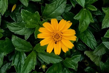 Striped bee collecting pollen from a bright yellow sunflower in a garden