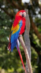 Red Macaw