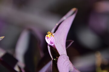 tiny melipona bee collecting nectar from a tradescantia flower