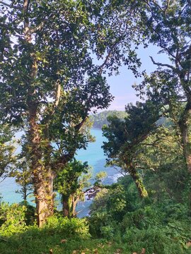 Tropical Forest Overlooking the Ocean