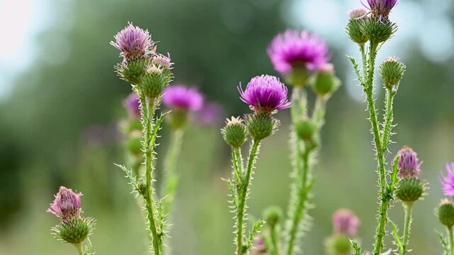 video of burdock flowers in a meadow