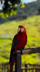 red and blue macaw