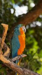blue and yellow macaw