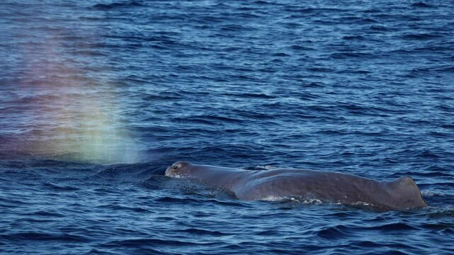 Spermwhale spermwhale blowing a rainbow while breathing on sea surface slow motion footage