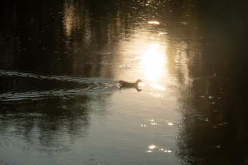 Ente auf einem Gewässer bei Sonnenuntergang