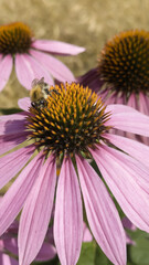 Bee pollinating purple coneflower, vibrant summer nature macro.