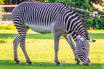 Grevy's zebra, lat Equus grevyi, also known as the imperial zebra eats green grass.