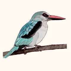 Bird Watercolor Vector Illustration