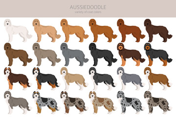 Obraz premium Aussiedoodle clipart. Australian Shepherd Poodle mix. Different coat colors set. Vector illustration