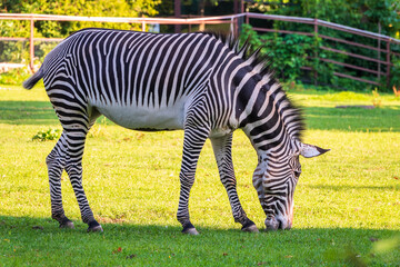 Grevy's zebra, lat Equus grevyi, also known as the imperial zebra eats green grass.