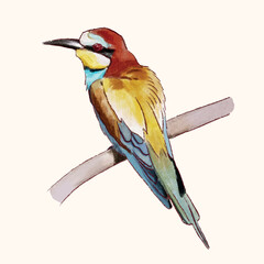 Bird Watercolor Vector Illustration