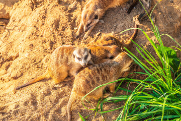 A group of cute meerkats. Meerkat Family are sunbathing.