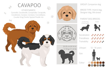 Cavapoo, Cavoodle clipart. Cavalier King Charles Spaniel Poodle mix. Different coat colors set.  Vector illustration