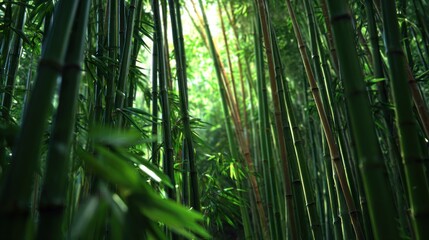 Fototapeta premium Lush bamboo forest, sunlight streams through