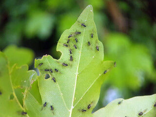 aphids on leaf summer garden