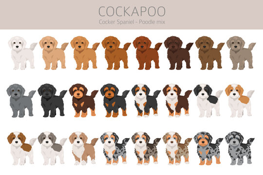 Cockapoo mix breed clipart. Cocker spaniel Poodle mix. All possible coat colors set. Vector illustration