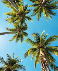 Tropical coconut palm tree canopy from a low angle view in summer.