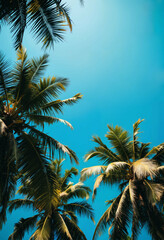 Tropical coconut palm tree canopy from a low angle view in summer.