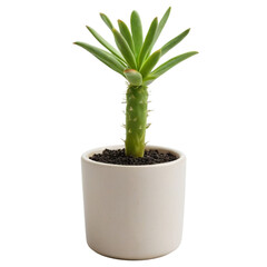 cactus in a pot isolated