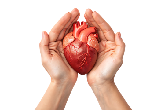 Hands holding human heart world PNG Image