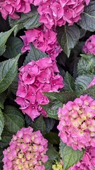 Close up of blooming pink hydrangea flowers with lush green leaves.