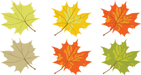 Fototapeta premium Six Colorful Autumn Maple Leaves Illustration