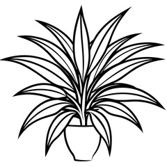 Dracaena line art vector