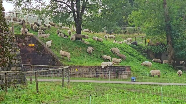view of a herd of sheep grazing and a guard dog at Citadel of Lille( The Parc de la Citadelle) - Lille, France
