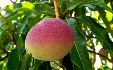 ripe mango on a mango tree in mexico