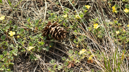 Detailed view of a pine cone resting among vibrant yellow wildflowers in a grassy field during daylight hours
