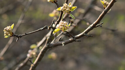 Spring buds bloom on branches in a peaceful natural setting during a sunny afternoon, highlighting...
