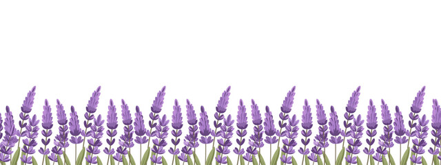 Lavender flowers border on white background. Lavender flower meadow seamless pattern. Illustration. © Tatiana