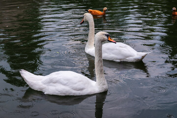 Fototapeta premium Two Graceful white Swans swimming in the lake, swans in the wild