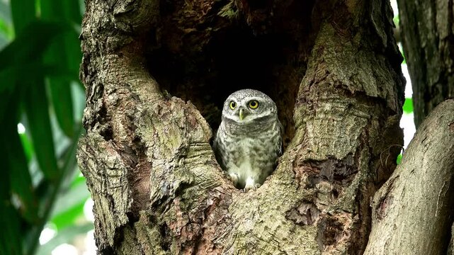  Close-up of a spotted owl (Athene brama) perched on the rim of a tree cavity. This owl has striking yellow eyes, a pointed beak, and beautifully patterned plumage           