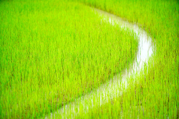 Lush Green Rice Field with Water Channel Creating Serene Landscape