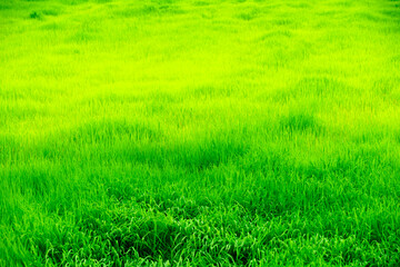 Vibrant Green Grass Field with Lush Texture Under Bright Sunlight