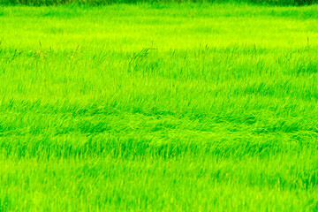 Lush Green Rice Field Under Bright Sunlight on Clear Day