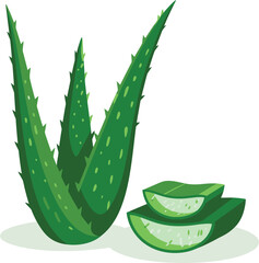 Vector illustration flat of Aloe vera cutting leaves with sliced and gel drops isolated on white background. Aloe vera plant herb nature 