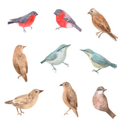Fototapeta premium watercolor vector collection of cute little birds. avian set