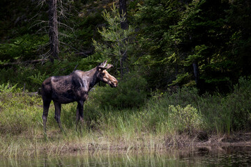 Moose Alces alces Bull in Algonquin Park Ontario Canada