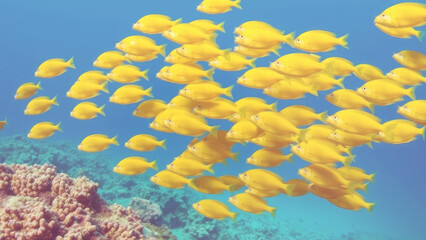 Shoal of small yellow fish swimming gracefully above a vibrant coral reef, gliding through the clear blue water of a tropical ocean