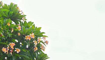 Plumeria flowers on a beautiful sky view (space for text).