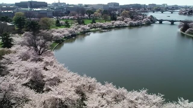 Aerial view of tidal basin with cherry blossoms and washington dc buildings in the background