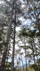 Fototapeta premium Tall Pine Trees in Mountain Forest