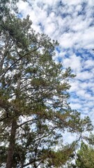 Obraz premium Pine Tree Canopy Against Blue Sky